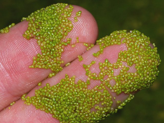 Вольфия бескорневая (Wolffia arrhiza) самое маленькое из всех растений, она плавает на поверхности воды, поскольку не имеет корней.