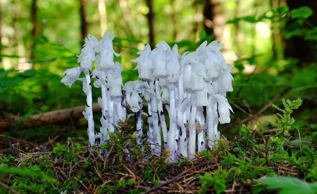 Подъельник одноцветковый (Monotropa uniflora) называют "призраком" или "трубкой-призраком" за его необычную белую или светло-розовую окраску.