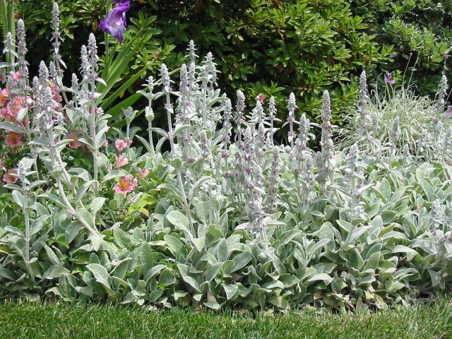 Стахис шерстистый (Stachys lanata), или чистец византийский, в народе известен под трогательным названием «заячьи ушки».