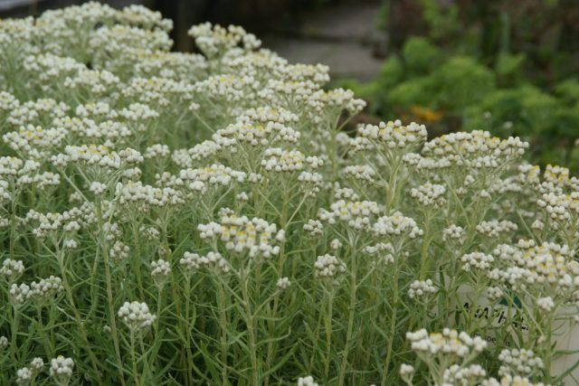 Анафалис жемчужный (Anaphalis margaritacea) – самый известный и распространенный вид.