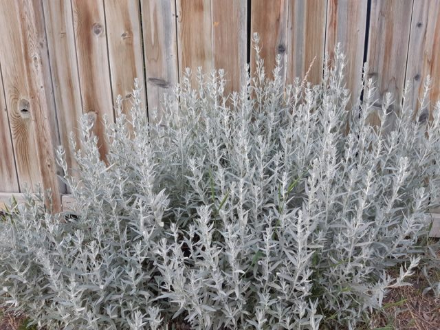 Полынь Людовика (Artemisia ludoviciana).