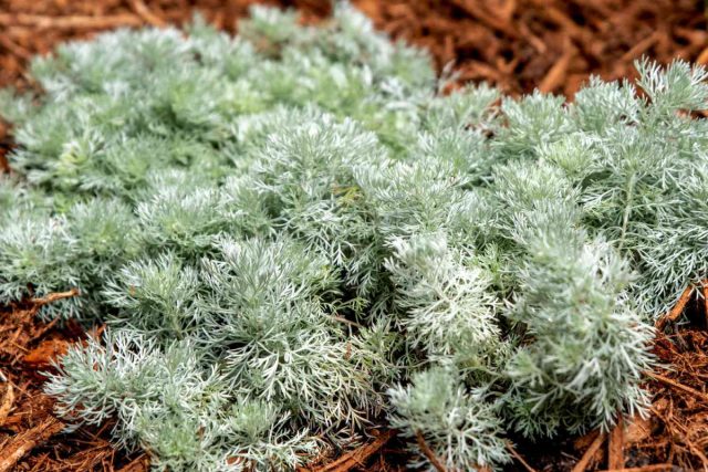 Полынь Шмидта (Artemisia schmidtiana).