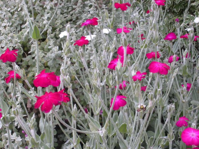 Ажурные кусты лихниса корончатого (Lychnis coronaria) раньше нередко можно было увидеть на приусадебных участках.