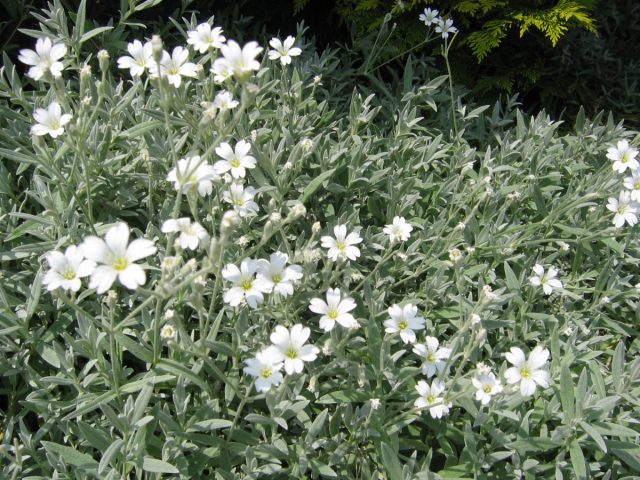 Ясколка войлочная, длиннолистная, или шерстистая (Cerastium tomentosum) – неприхотливый травянистый многолетник из семейства гвоздичные.