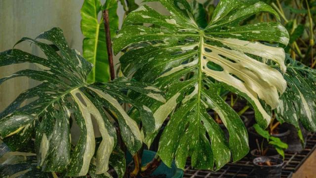 "Тайское созвездие" (Monstera deliciosa 'Thai Constellation') - это разновидность обычной деликатесной (Monstera Deliciosa), но с яркими узорами на листьях.