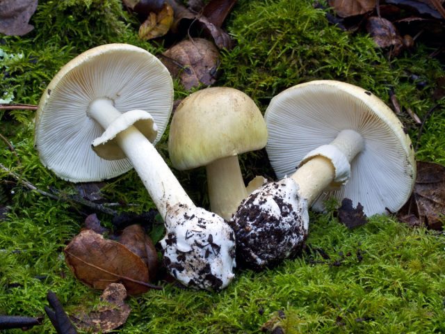 Мухомор зелёный, или бледная поганка (Amanita phalloides).