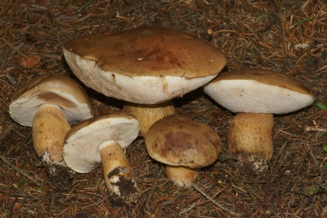 Желчный гриб (Tylopilus felleus).