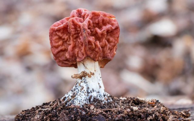 Строчки (Gyromitra).