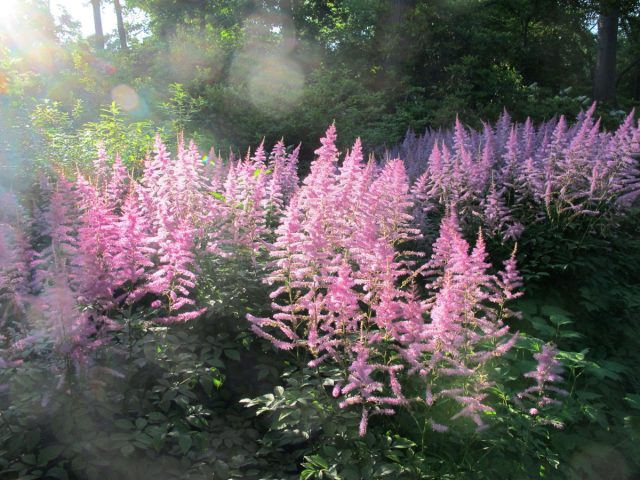 Астильба (Astilbe) – одно из самых востребованных и неприхотливых декоративных растений.