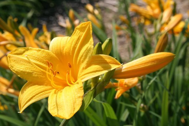 Лилейник гибридный (Hemerocallis x hybrida) – еще один садовый долгожитель среди травянистых многолетников.