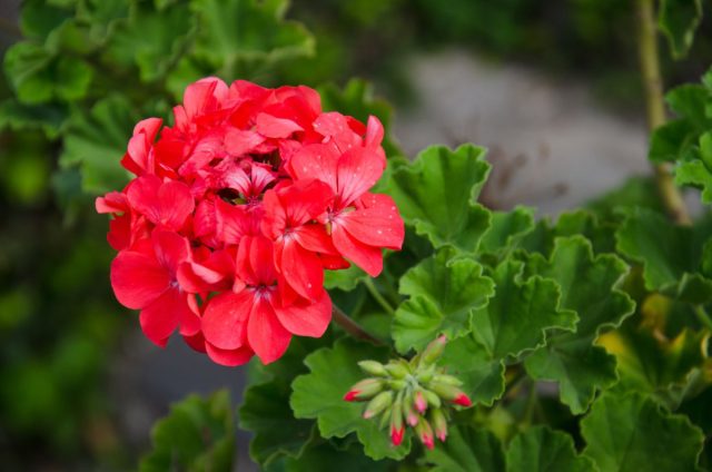 Герани (Geranium) неприхотливы, устойчивы к болезням и вредителям.