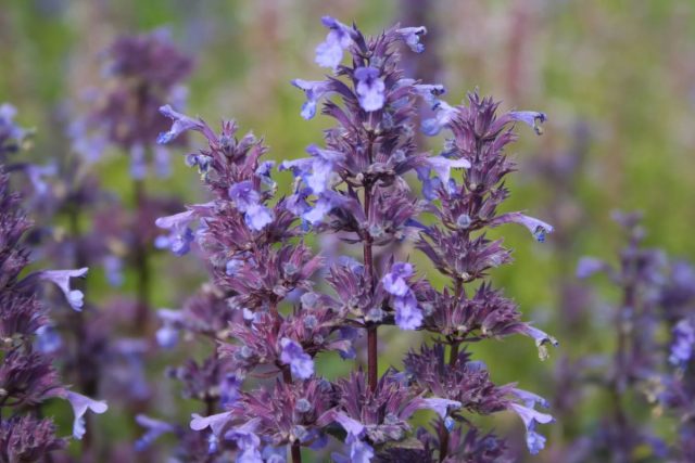 Котовник крупноцветковый (Nepeta grandiflora), высокорослый, 60-150 см.