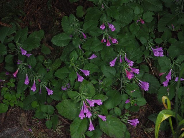 Пахучка крупноцветковая (Clinopodium grandiflorum) называется ещё душевиком.