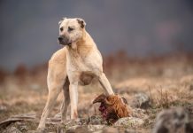 Что станет с нашими собаками, если люди исчезнут? Супер-порода «Златовласка».