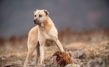 Что станет с нашими собаками, если люди исчезнут? Супер-порода «Златовласка».