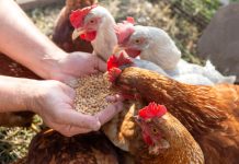 Комбикорм для кур своими руками: все плюсы и минусы.
