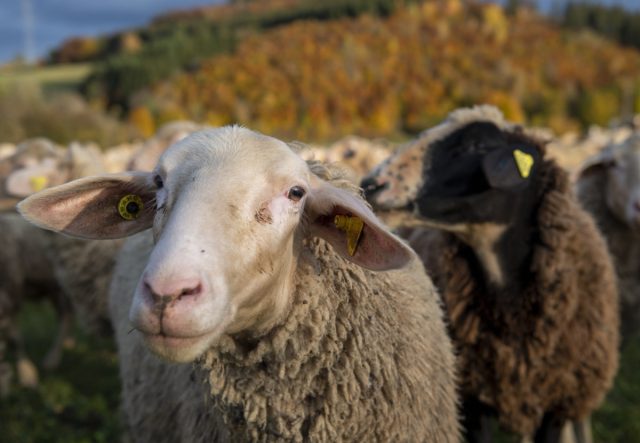 Также не стоит забывать, что основная продукция овцеводства - это мясо и шерсть.