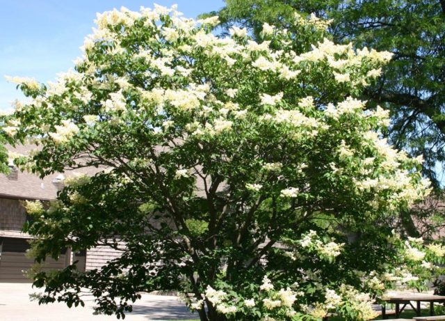 Сирень японская (Syringa reticulata subsp. reticulata).