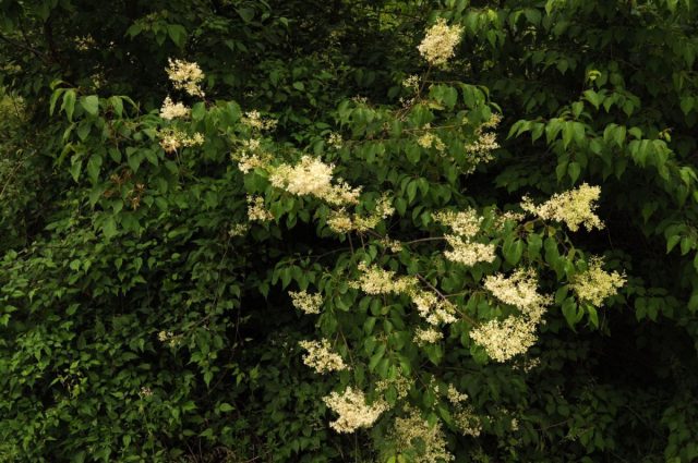 Сирень пекинская (Syringa reticulata subsp. pekinensis).