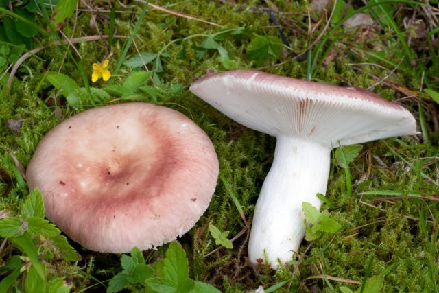 Пожалуй, самая вкусная - сыроежка пищевая (Russula vesca).