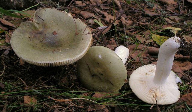 Сыроежка зелёная (Russula aeruginea) тоже крепенькая.