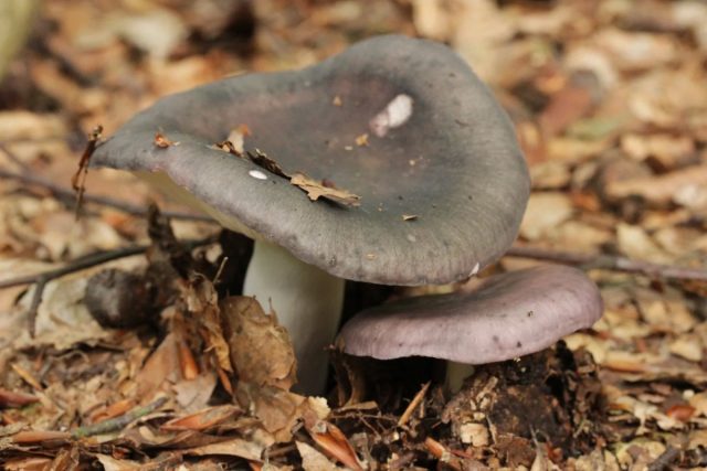 Сыроежка сине-жёлтая (Russula cyanoxantha) не жёлтая и не синяя, а какая-то серо-буро-малиновая.