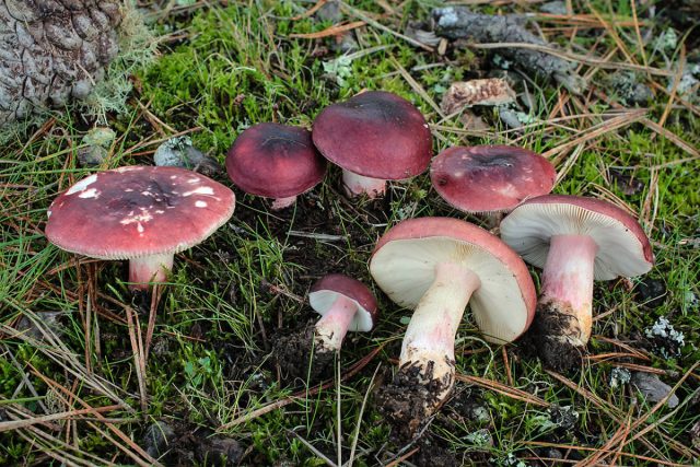 Сыроежка буреющая (Russula xerampelina), или сыроежка ароматная.