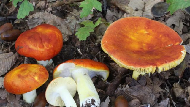 Сыроежка золотистая (Russula aurea) - очень яркая и красивая, сияет в лесу, как и цезарский гриб.