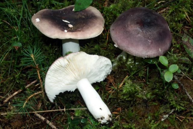 Сыроежка синяя (Russula azurea) августовско-сентябрьская обитательница хвойных лесов.