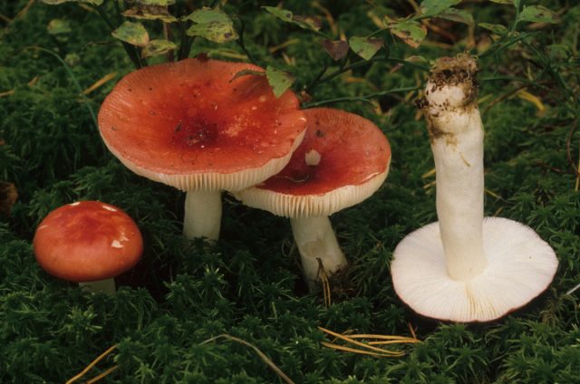 Сыроежка жгуче-едкая, или рвотная (Russula emetica).