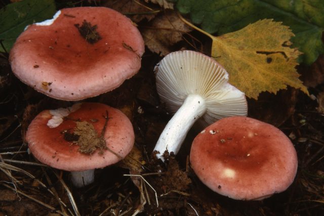 Ещё одна красивая, но несъедобная - сыроежка Мэйра, или заметная (Russula nobilis).