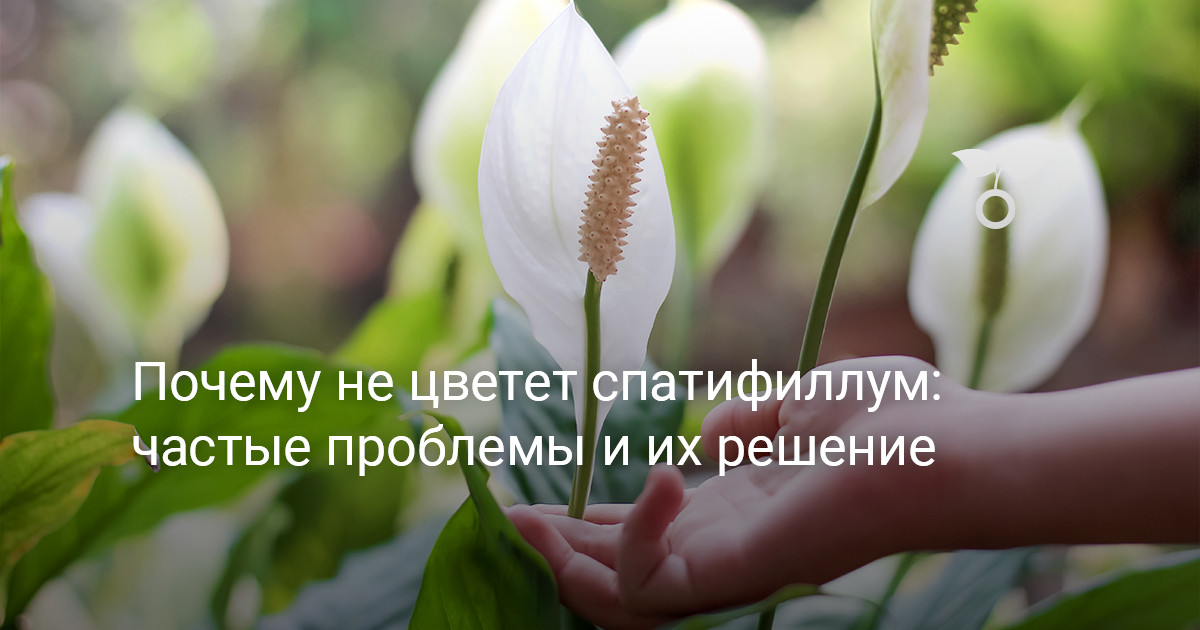 Уход за спатифиллумом: советы по выращиванию цветка «Женское счастье» в домашних условиях