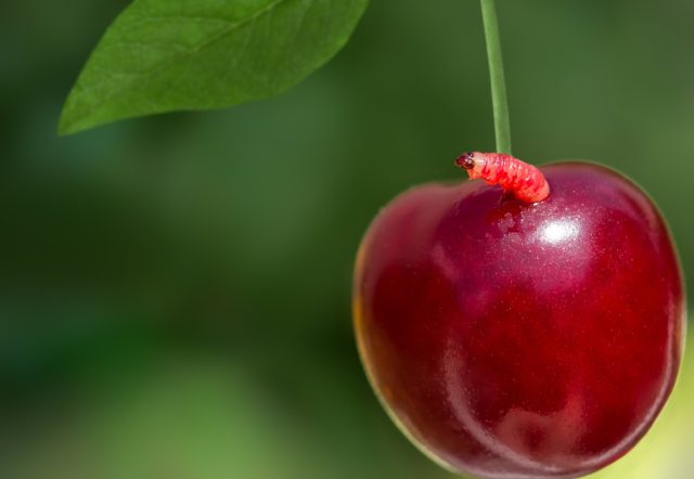 Не нужно забывать и о вредителях, которые могут как ослаблять деревья, так и напрямую уничтожать основу плодоношения.