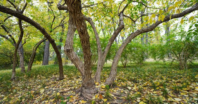 Эта культура в хороших условиях даёт много побегов, но продуктивные из них только однолетние.