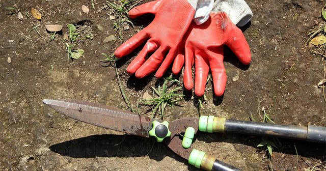 В средней полосе жимолость обрезают, примерно, с середины сентября и весь сентябрь.