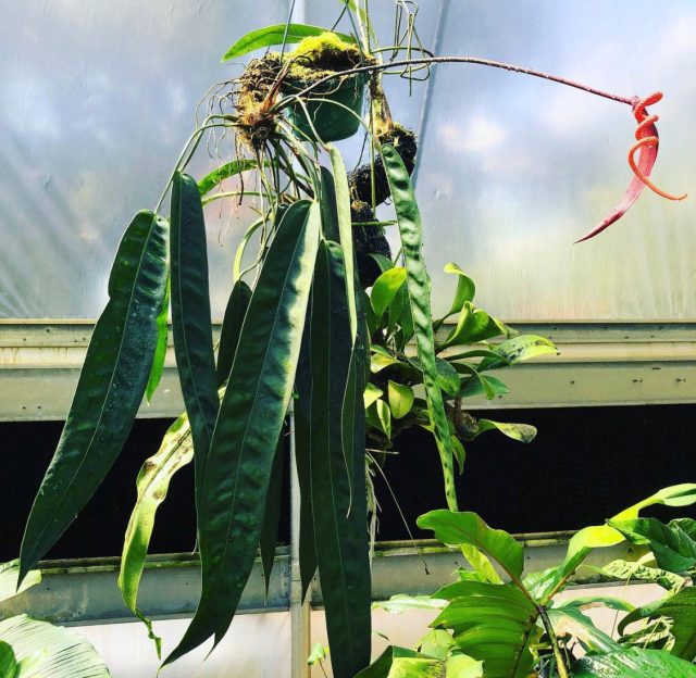 Соцветия антуриума Вендлингера (Anthurium wendlingeri) со временем становятся спиральными.