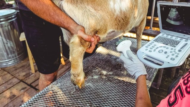 Пожалуй, самый надёжный способ определения сукозности - это ультразвуковое исследование.