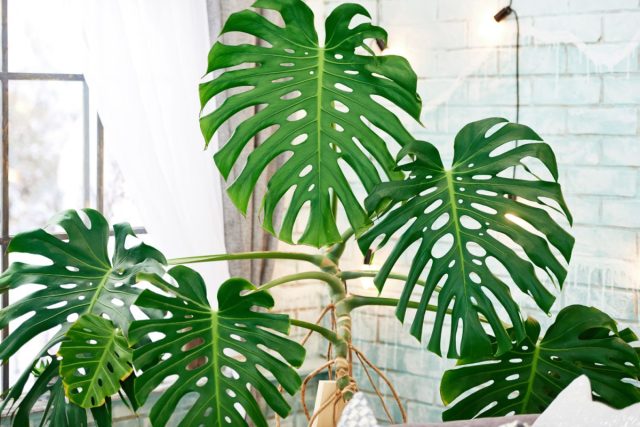 Монстера (Monstera deliciosa) — невероятно популярное тропическое комнатное растение с очень большой листвой.