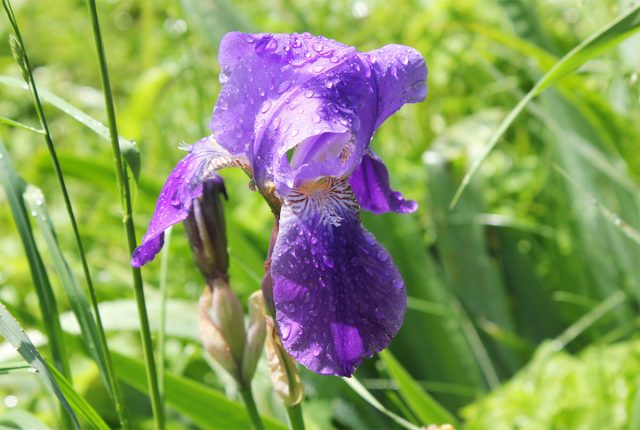 В садах обычно выращивают ирис германский (Iris germanica), ирис сибирский (Iris sibirica) и ирис бородатый (Iris hybrida).