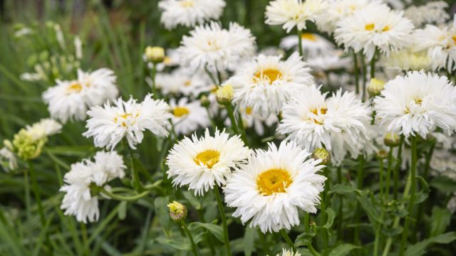 Несомненным фаворитом у дачников стал нивяник великолепный (Leucanthemum superbum).