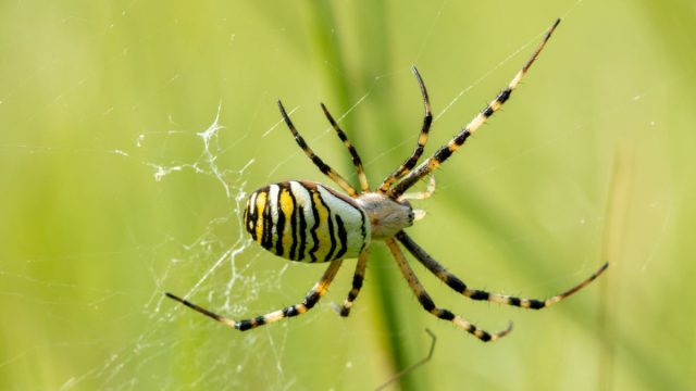 Паук-оса, или Аргиопа Брюнниха (Argiope bruennichi) кусается побольнее крестовика, на уровне осы.