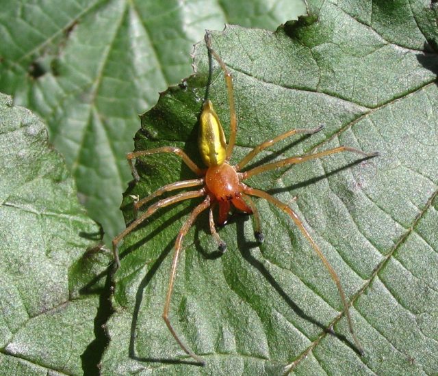 На север продвинулся и желтосумный колющий паук (Cheiracanthium punctorium).