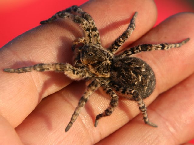 Мизгирь, или южнорусский тарантул (Lycosa singoriensis) - крупный норный паук-охотник.