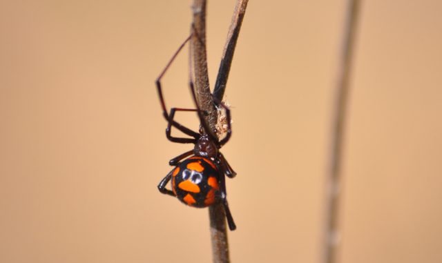 Каракурт (Latrodectus tredecimguttatus) из рода Чёрных вдов - самый опасный российский паук.