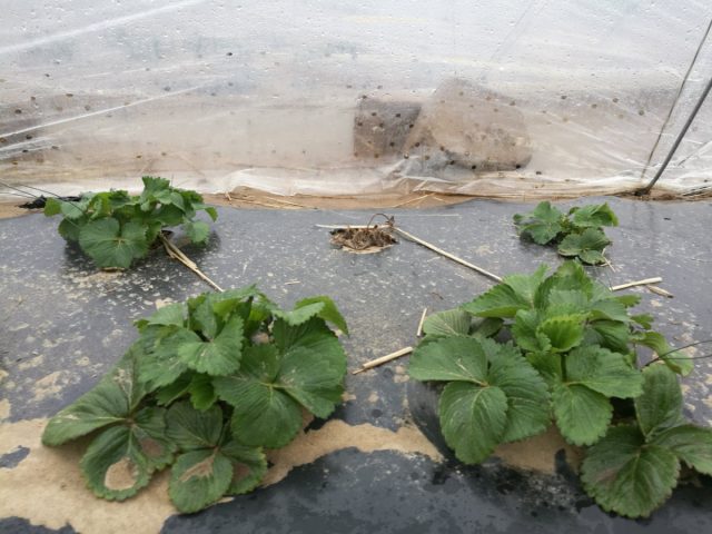 Особенно хорошо ледяное укрытие получалось с крупноплодной садовой земляникой (клубникой).