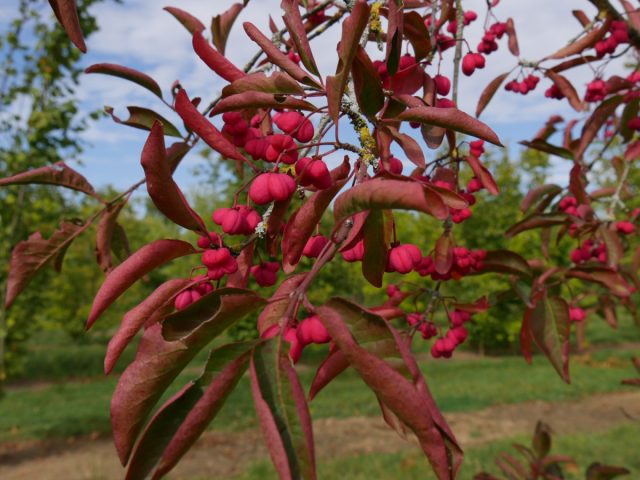 Бересклет европейский (Euonymus europaeus) спокойно переносит временно переувлажнение и хорошо растет на тяжелых влажных почвах.