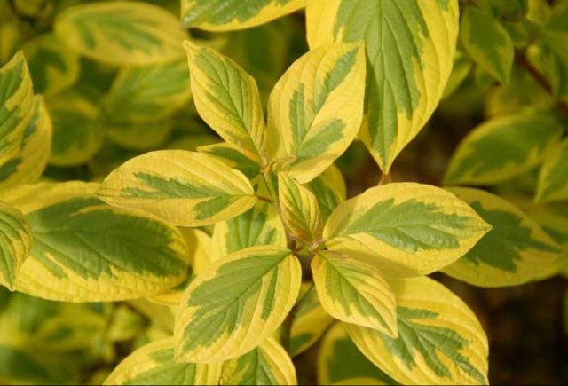 Дерен (Cornus alba) неплохо себя чувствуют на тяжелых суглинистых почвах.