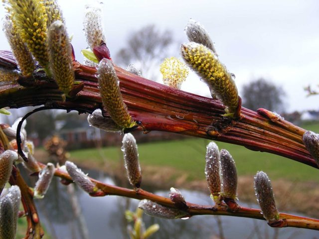 «Секка» (Salix udensis 'Sekka') - самый востребованный сорт.