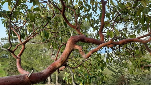 Земляничник мелкоплодный (Arbutus andrachne).