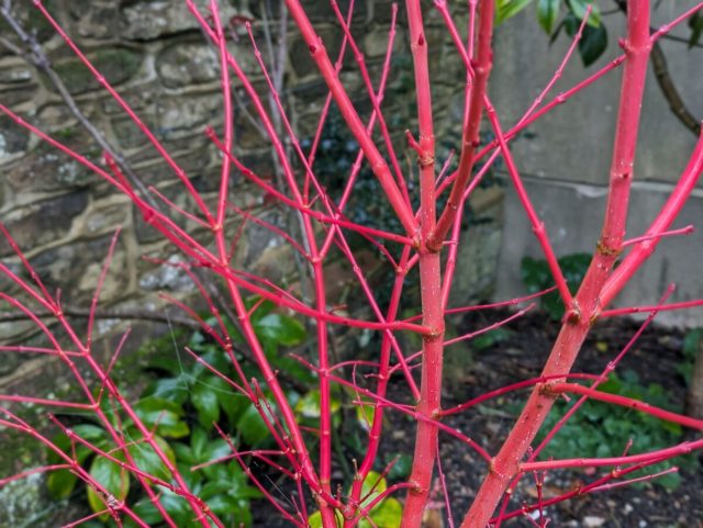 «Сангокаку» (Acer palmatum 'Sangokaku') чрезвычайно популярен, можно сказать культовое растение.